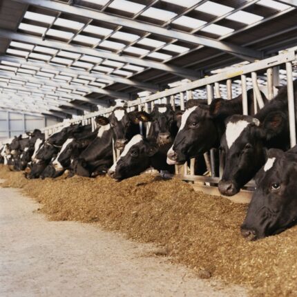 Calcium Sulfate Feed Grade Gypsum