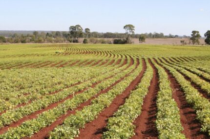 EcoGypsum™ Agricultural Synthetic Gypsum